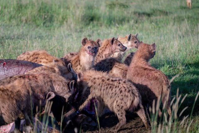 hyena group