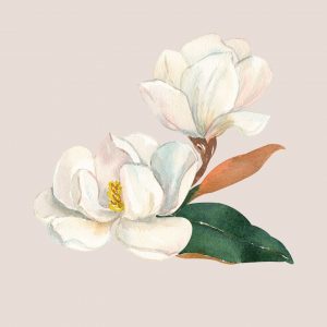 Memori bersama Magnolia